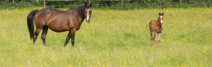 mother and foal in field banner