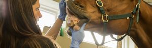 vet looking at horses teeth banner