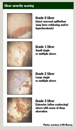 gastro scoring